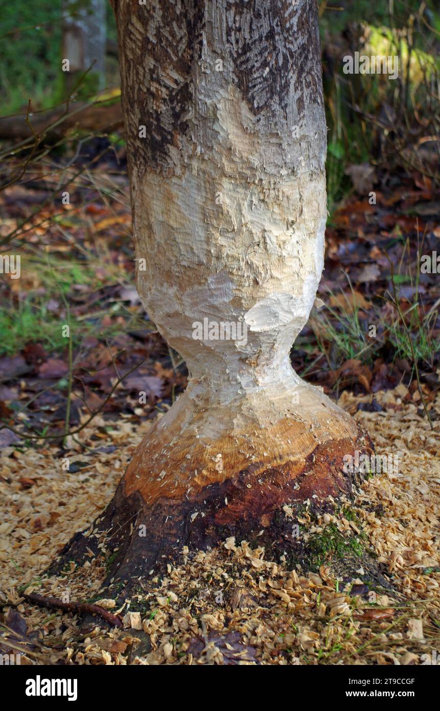Il castoro strizza su un albero. Foto Stock
