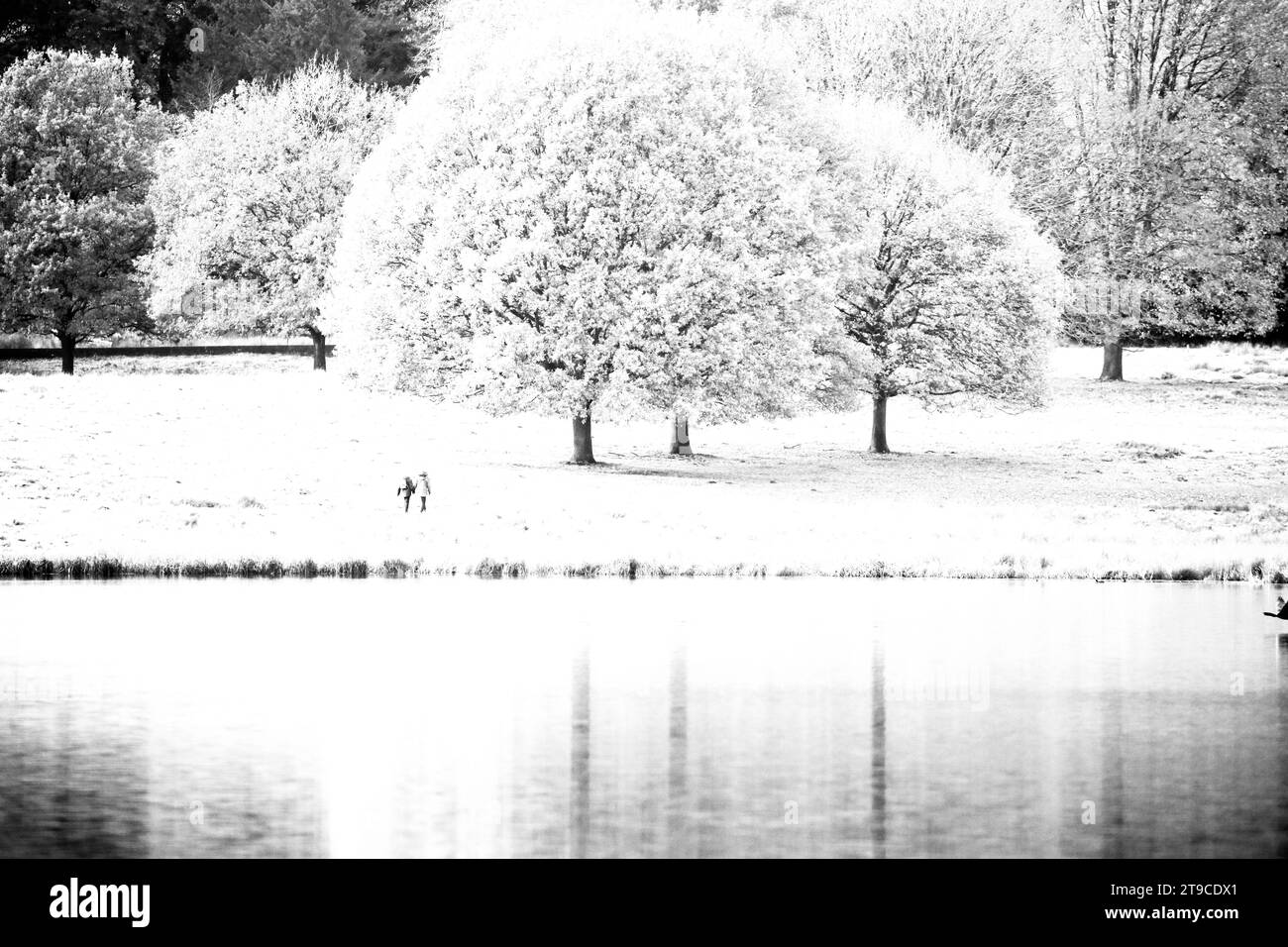 Paesaggio degli alberi Foto Stock