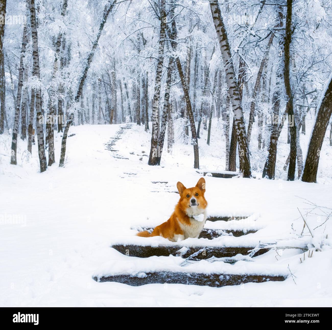 carino cucciolo di corgi gallesi pembroke rosso che cammina lungo un sentiero innevato sullo sfondo di una gelida foresta invernale di betulle Foto Stock