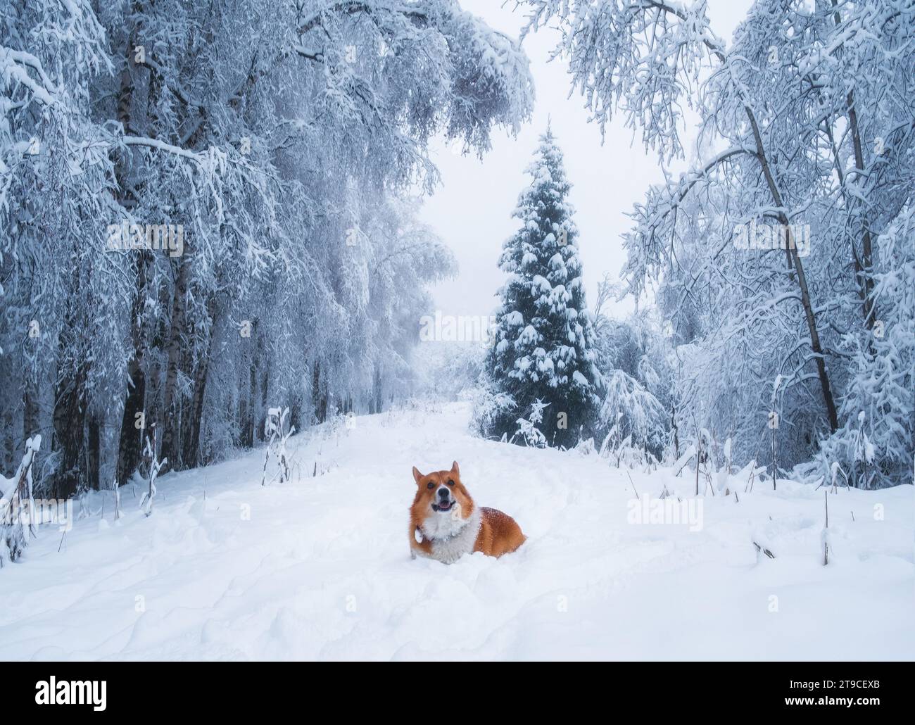 carino cucciolo gallese pembroke, corgi rossi, che cammina lungo un sentiero innevato nella gelida foresta di betulle d'inverno Foto Stock
