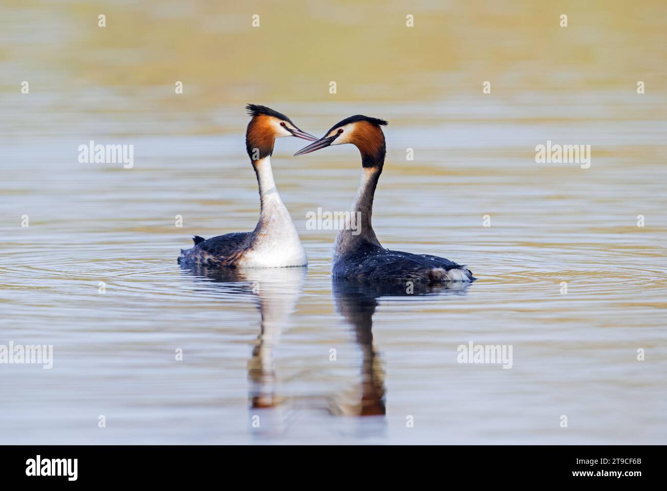 Grande grebe crested (Podiceps cristate) coppia in riproduzione piumaggio che mostra scuotendo le teste durante il rituale di accoppiamento in lago / stagno all'inizio della primavera Foto Stock