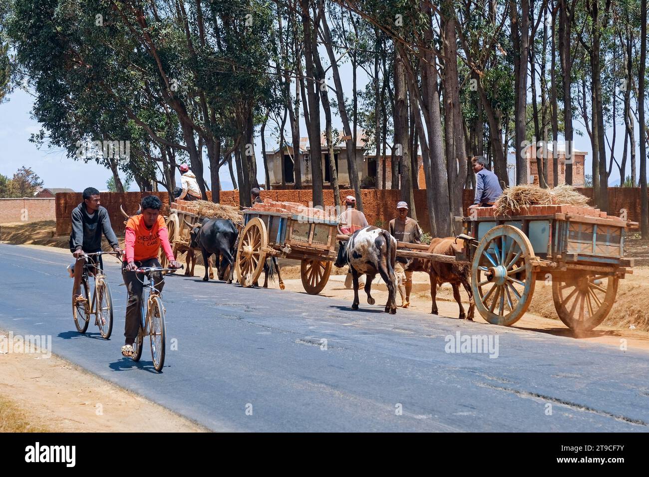 Bambini malgasci che trasportano mattoni su carrelli trainati da zebus nella regione di Vakinankaratra, nelle Highlands centrali, Madagascar, Africa Foto Stock