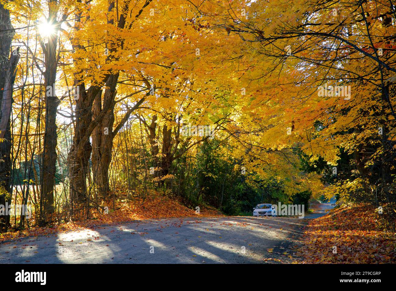 Tour in auto su una bellissima strada di campagna con colori autunnali e riflessi lenti Foto Stock Tour in auto su una bellissima strada di campagna con colori autunnali e riflessi lenti Foto Stock