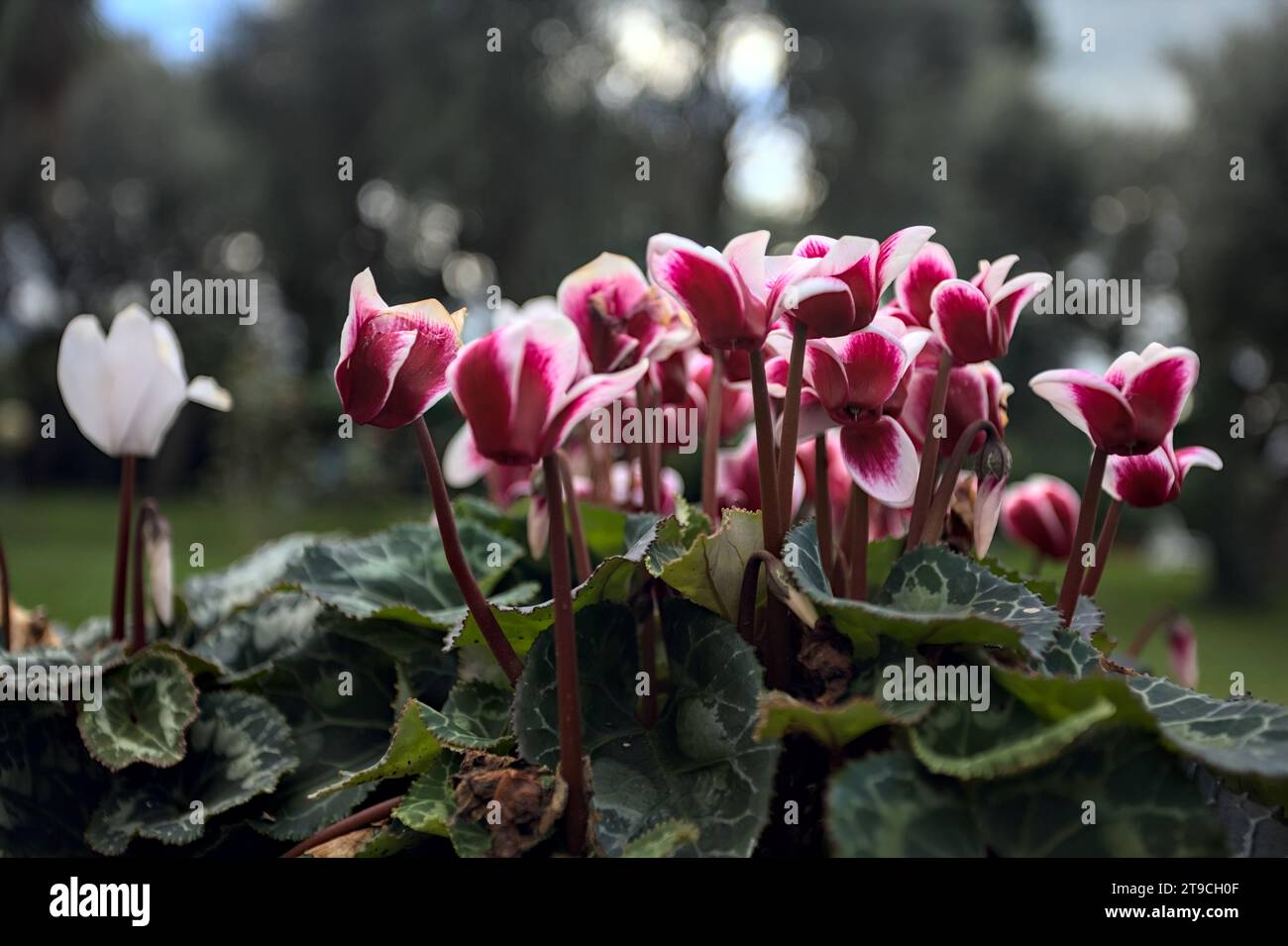 Ciclamini in fiore in un vaso visto da vicino Foto Stock