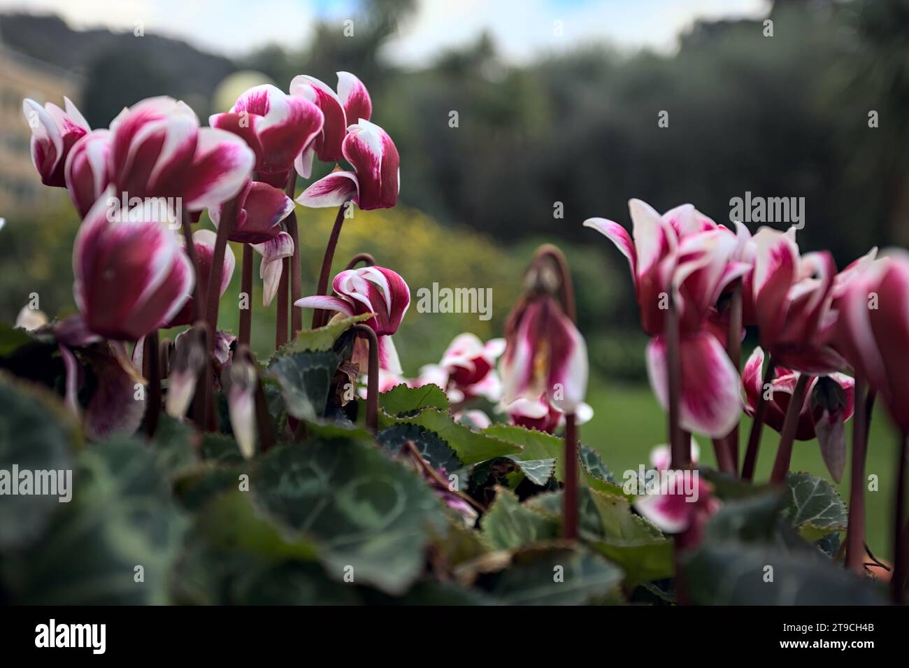 Ciclamini in fiore in un vaso visto da vicino Foto Stock