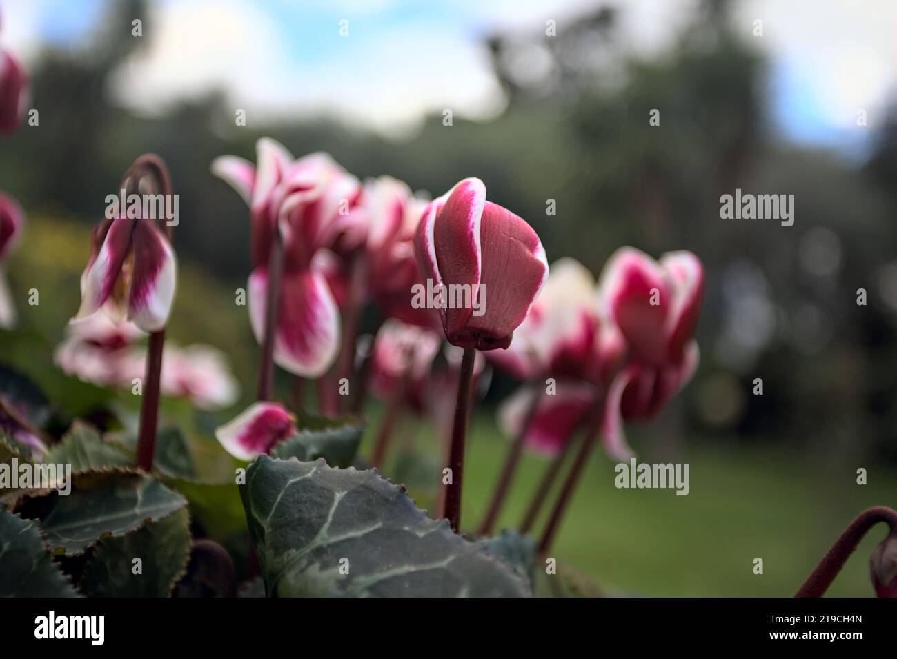 Ciclamini in fiore in un vaso visto da vicino Foto Stock