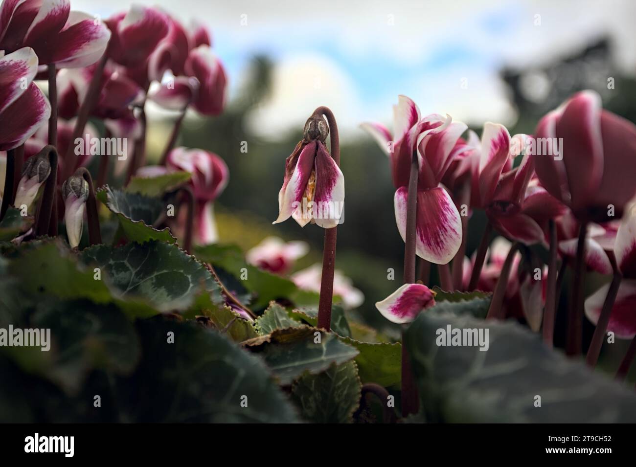 Ciclamini in fiore in un vaso visto da vicino Foto Stock