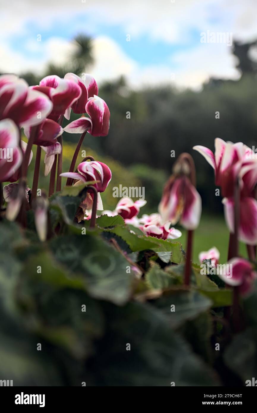 Ciclamini in fiore in un vaso visto da vicino Foto Stock