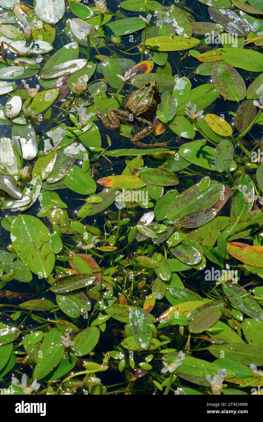 une grenouille dans un bassin posée sur des aponogeton - una rana in uno stagno su aponogeton Foto Stock