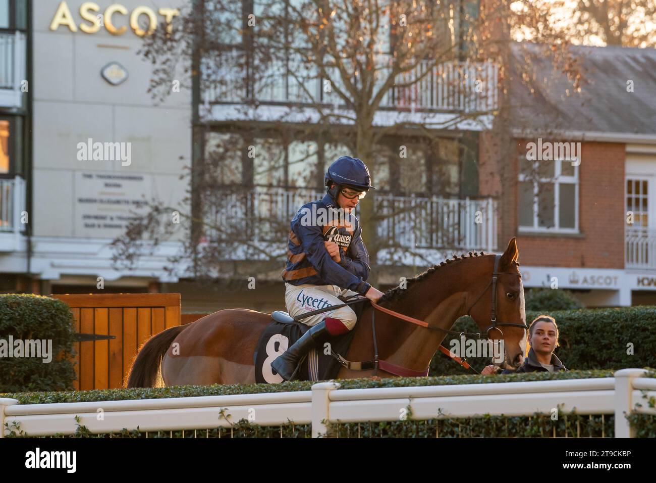 Ascot, Regno Unito. 24 novembre 2023. Horse Hold che ha insegnato (n 8) guidato dal fantino Charlie Deutsch si dirige sul circuito prima di vincere l'All Seasons Sponteggio handicap Steeple Chase all'ippodromo di Ascot nel novembre Racing Friday. Proprietario P Davies. Trainer Venetia Williams, Hereford. Credito: Maureen McLean/Alamy Live News Foto Stock