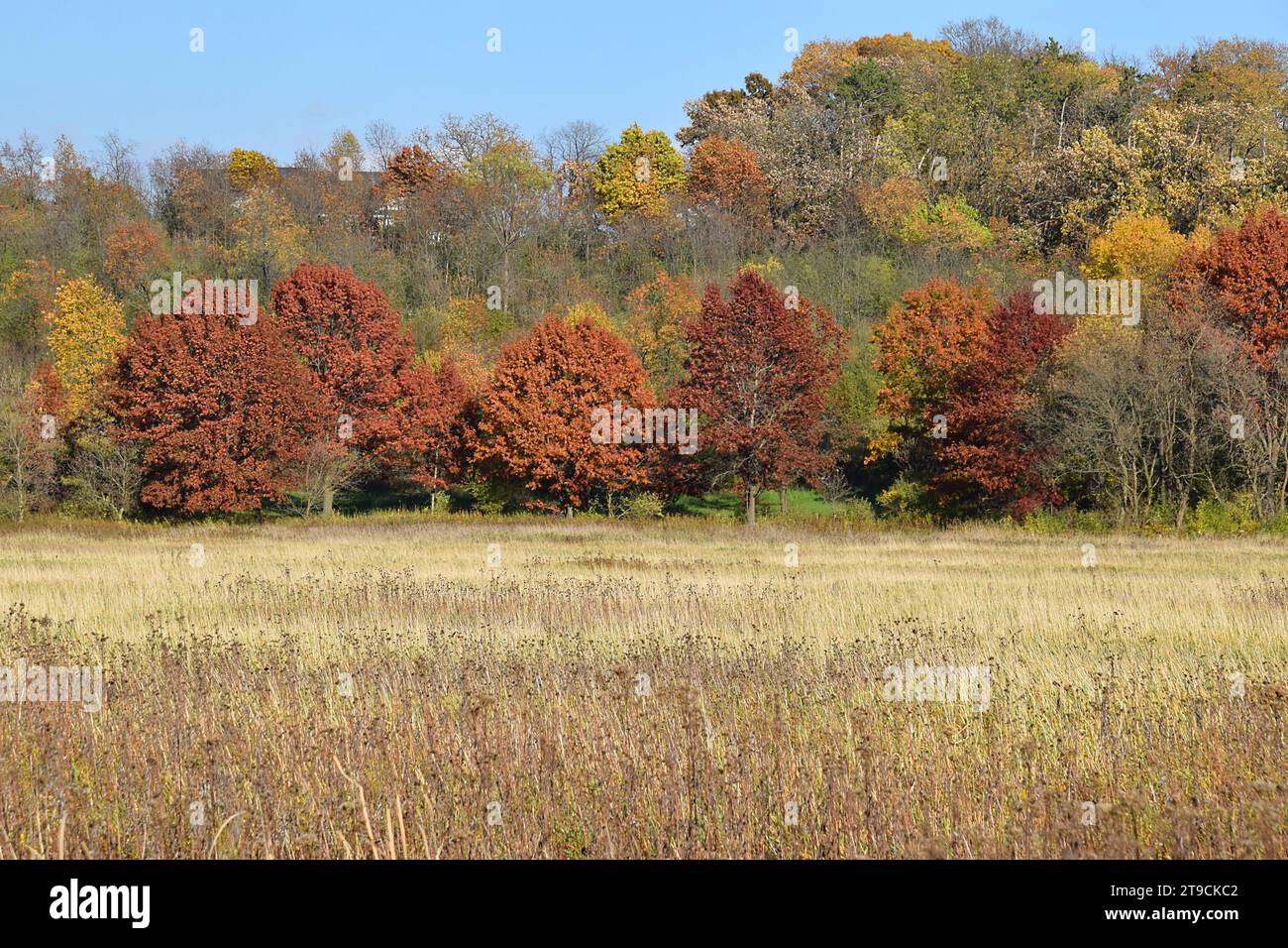 Colori autunnali lungo un sentiero escursionistico nel Wisconsin sudoccidentale Foto Stock