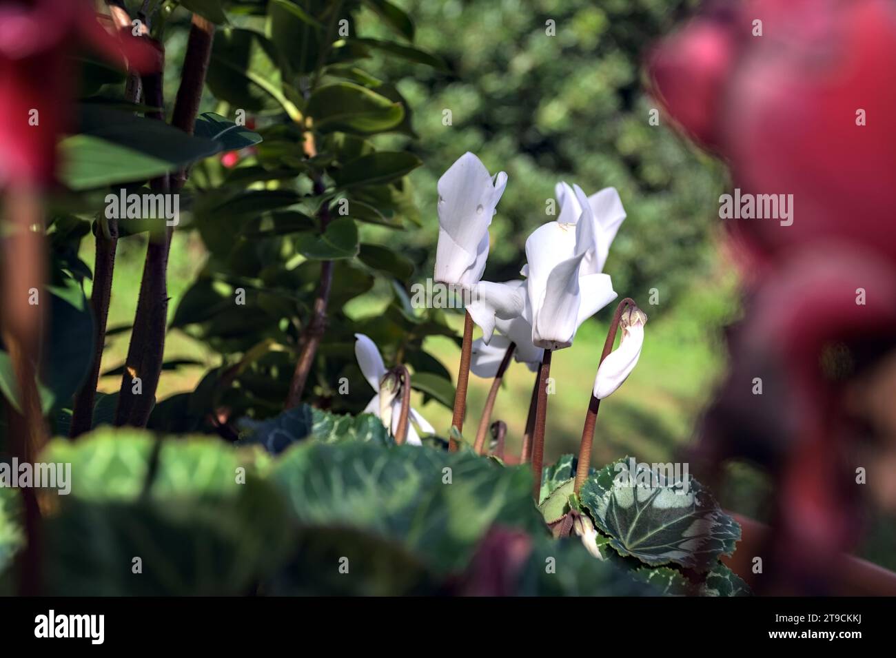 Ciclamini in fiore in un vaso visto da vicino Foto Stock