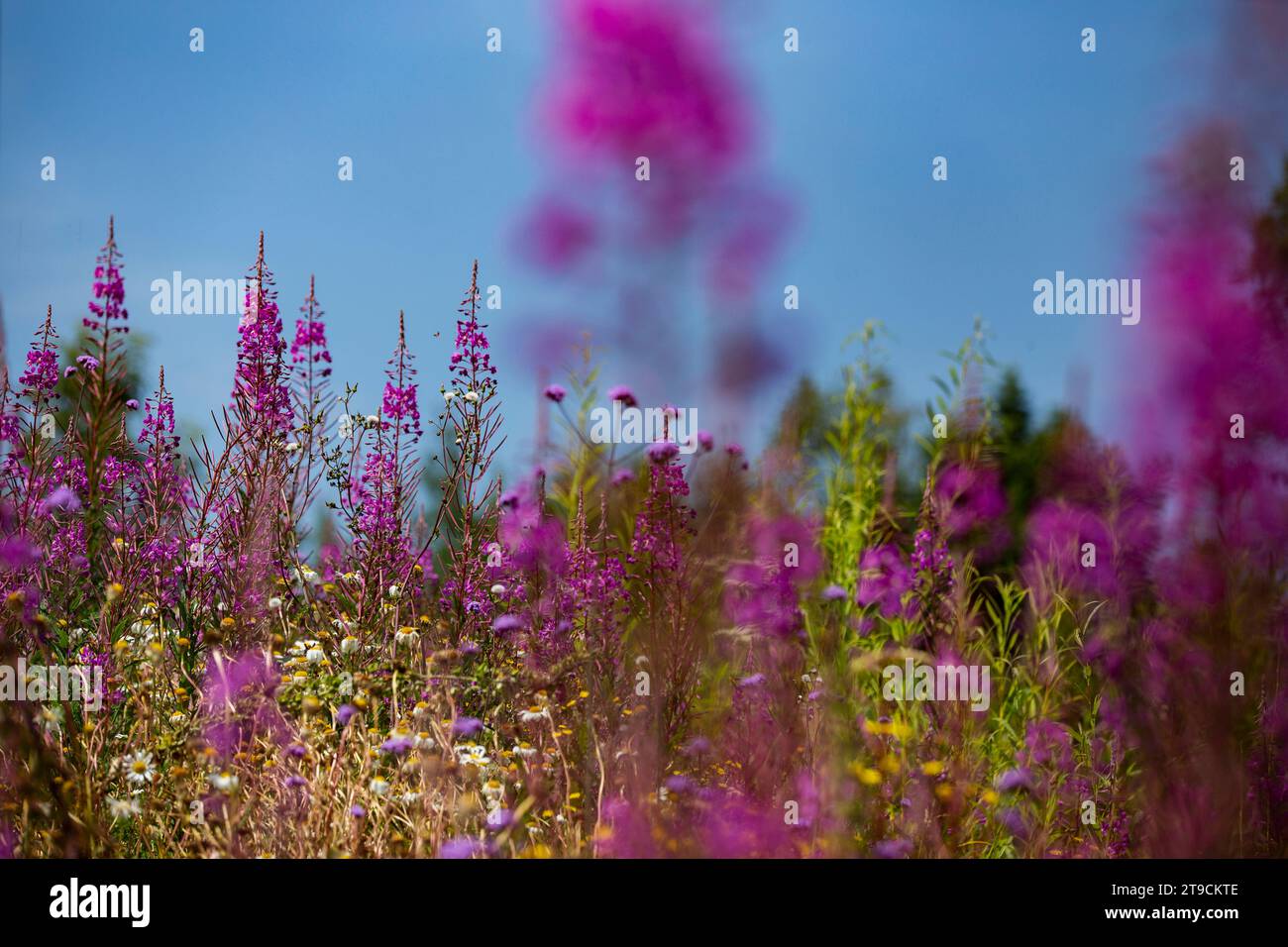 alti fiori rosa sotto un cielo blu durante l'estate Foto Stock