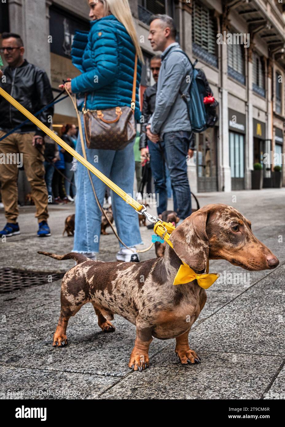 Un pomeriggio a Milano con decine di bellissimi e simpatici cani Dachshund Foto Stock