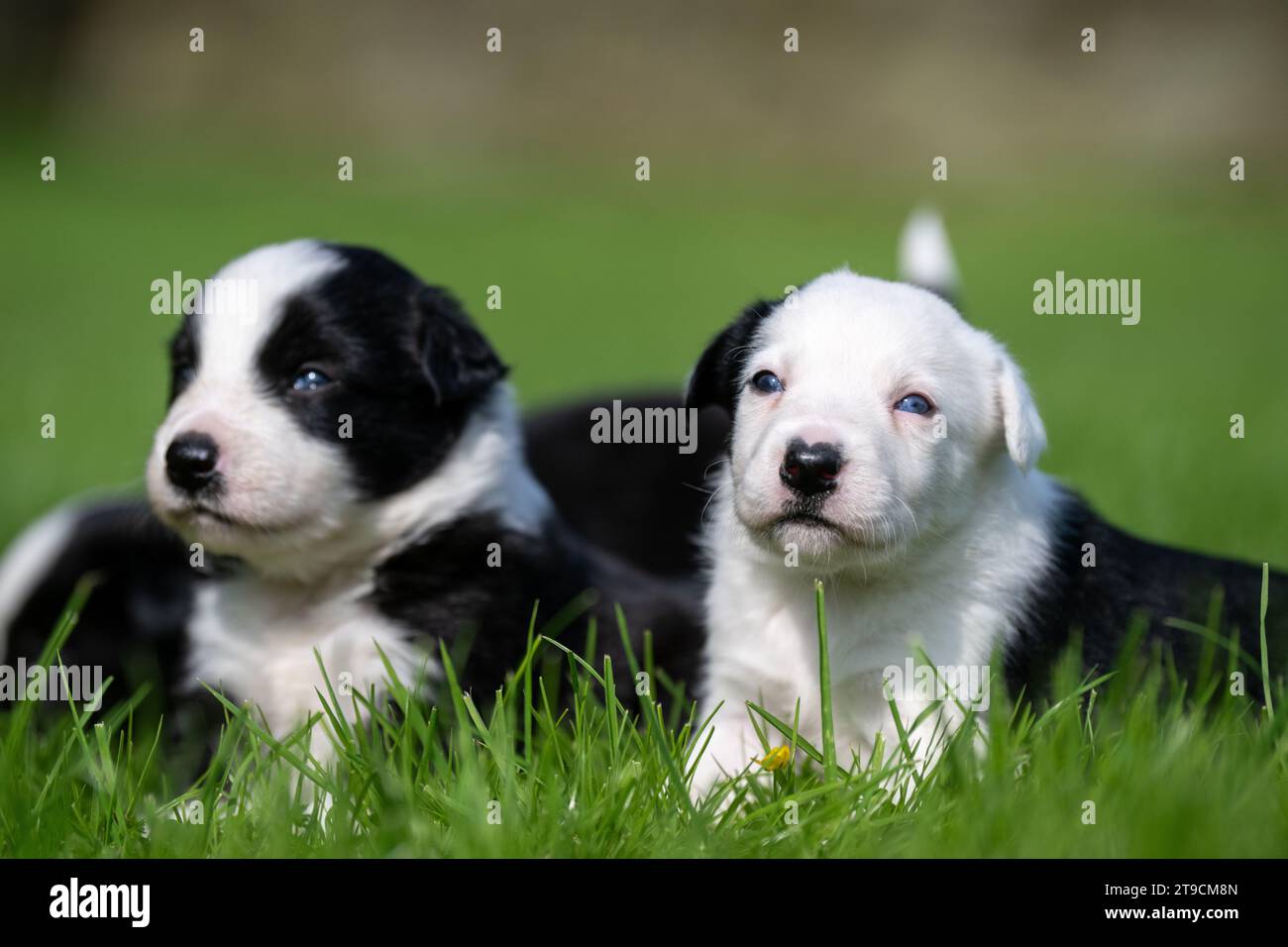 Littter dei cuccioli di Border Collie di 5 settimane che giocano in un campo di contadini. Cumbria, Regno Unito. Foto Stock