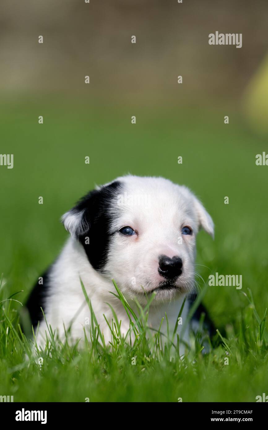 Littter dei cuccioli di Border Collie di 5 settimane che giocano in un campo di contadini. Cumbria, Regno Unito. Foto Stock