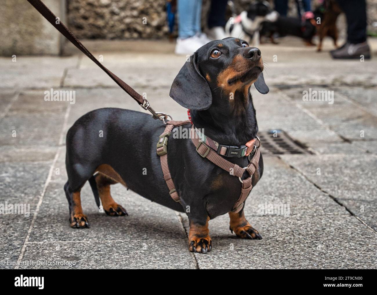 Un pomeriggio a Milano con decine di bellissimi e simpatici cani Dachshund Foto Stock