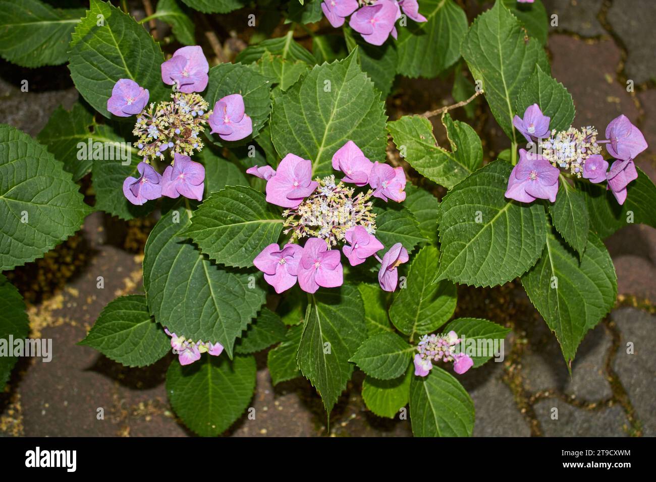 Hydrangea macrophylla Pink e Blue inflorescence Foto Stock