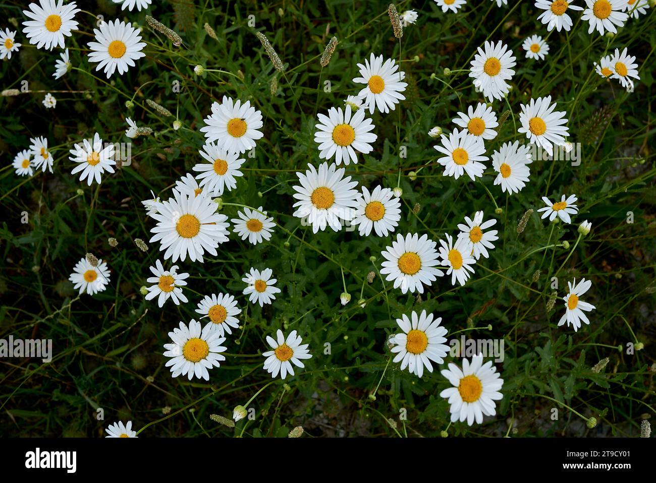 Leucanthemum vulgare in fiore Foto Stock