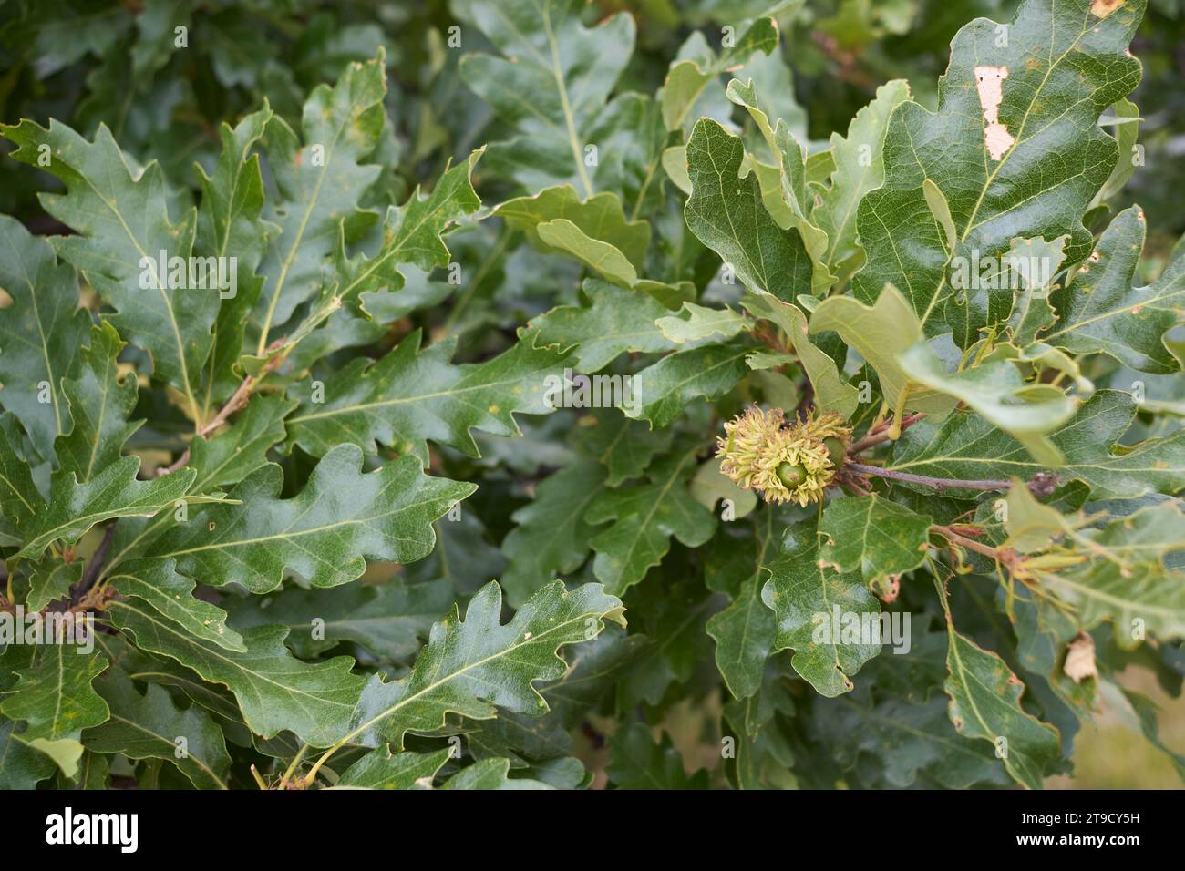 Ravvicinato ramo di Quercus cerris Foto Stock