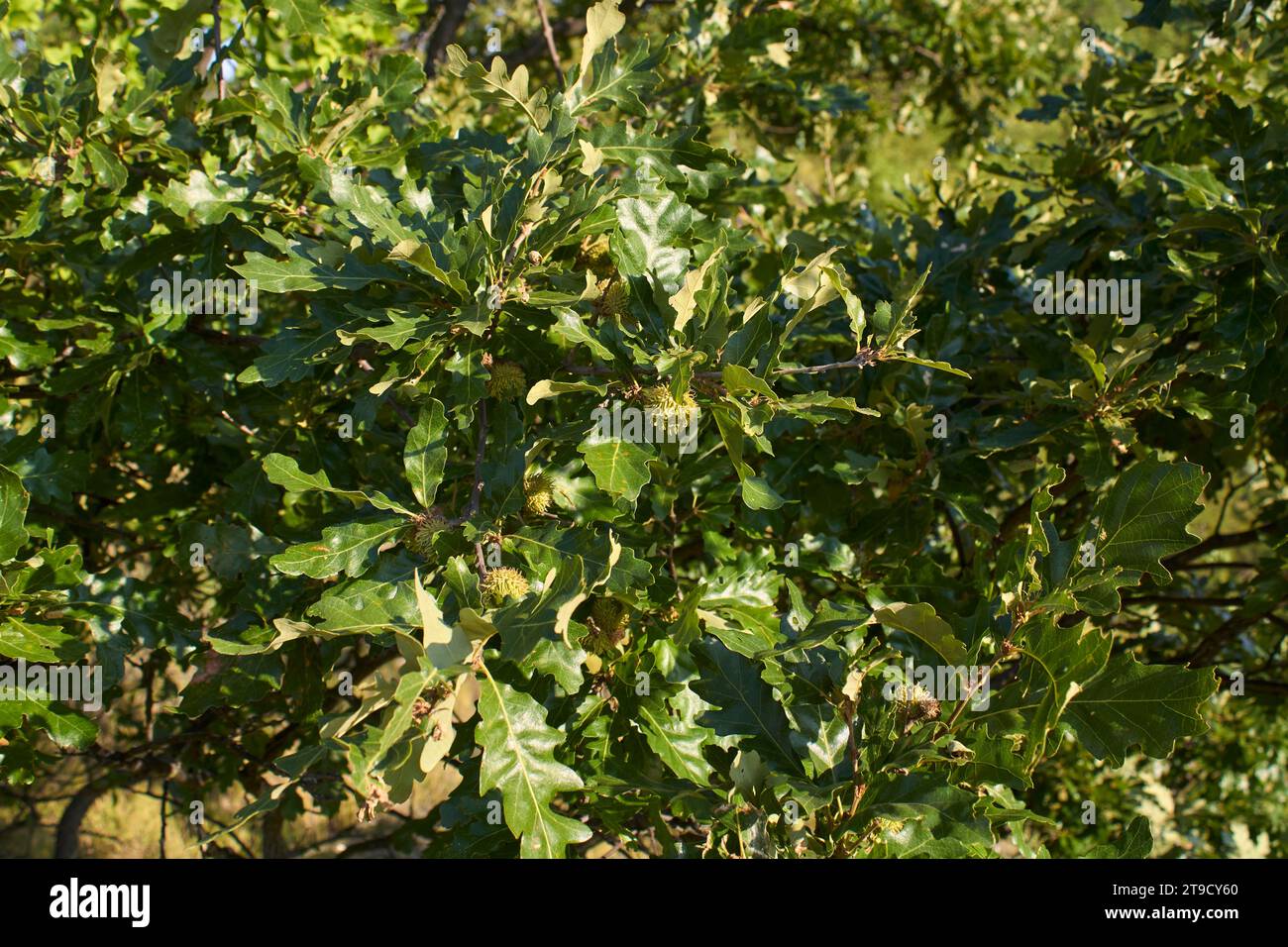 Ravvicinato ramo di Quercus cerris Foto Stock