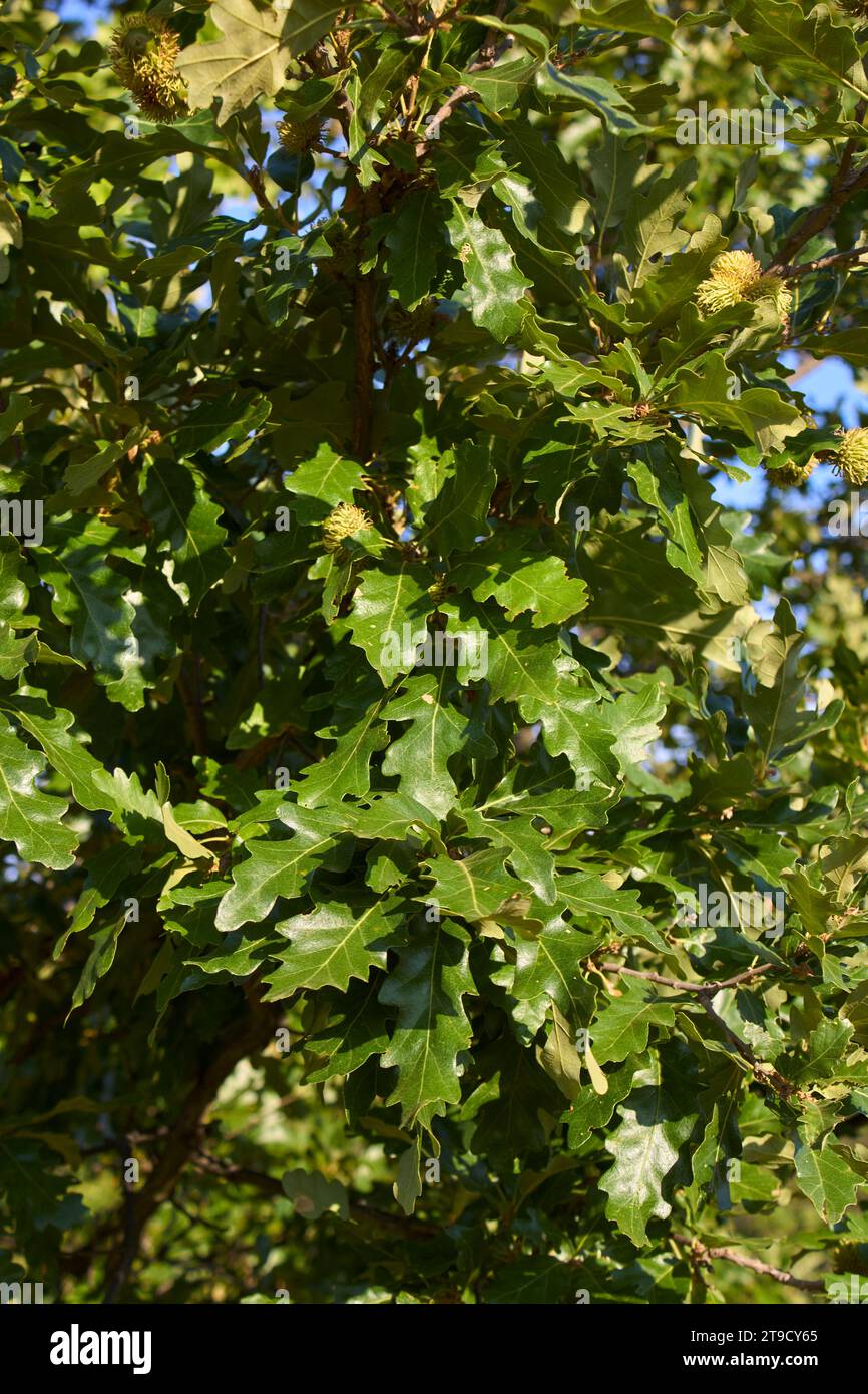 Ravvicinato ramo di Quercus cerris Foto Stock