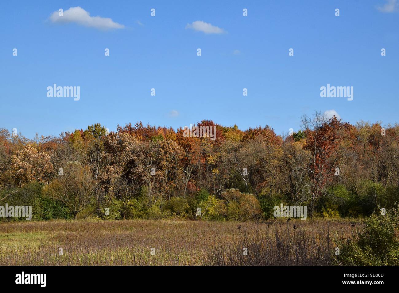 Colori autunnali lungo un sentiero escursionistico nel Wisconsin sudoccidentale Foto Stock