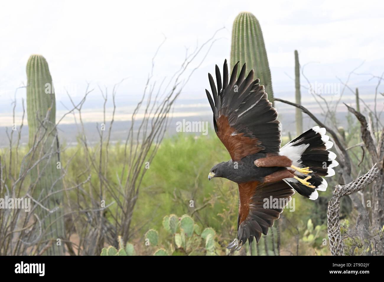 Harris's Hawk nel decollare attraverso il deserto dell'Arizona Foto Stock