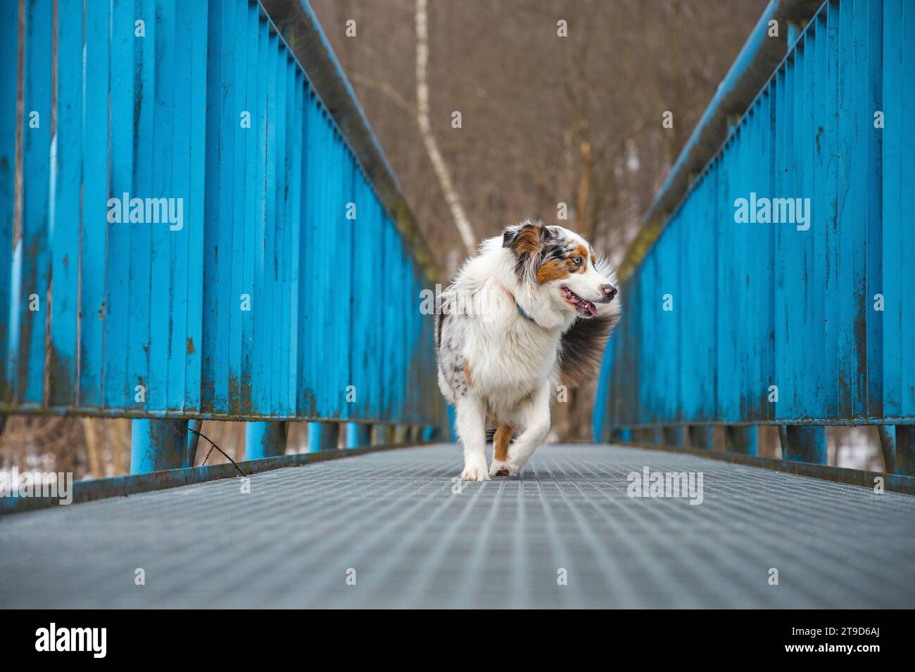 Espressione spaventosa di un cucciolo di pastore australiano che cammina attraverso un ponte che perde. La mancanza di fiducia in se stessi di un cane. Gestire un momento critico. Foto Stock