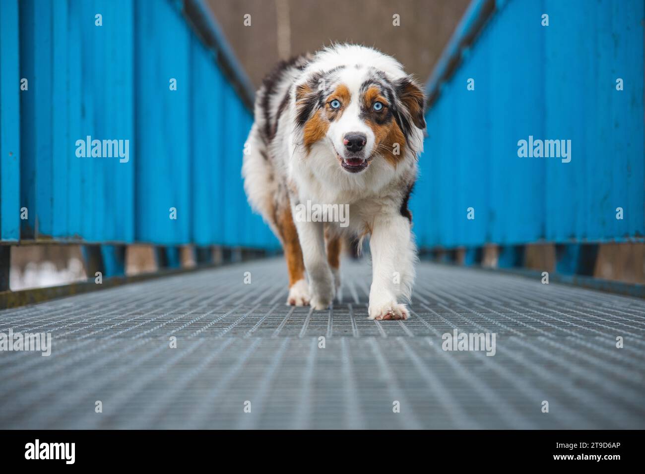 Espressione spaventosa di un cucciolo di pastore australiano che cammina attraverso un ponte che perde. La mancanza di fiducia in se stessi di un cane. Gestire un momento critico. Foto Stock