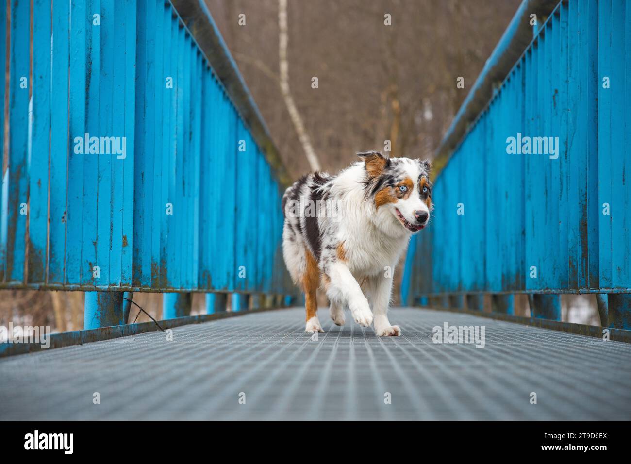 Espressione spaventosa di un cucciolo di pastore australiano che cammina attraverso un ponte che perde. La mancanza di fiducia in se stessi di un cane. Gestire un momento critico. Foto Stock