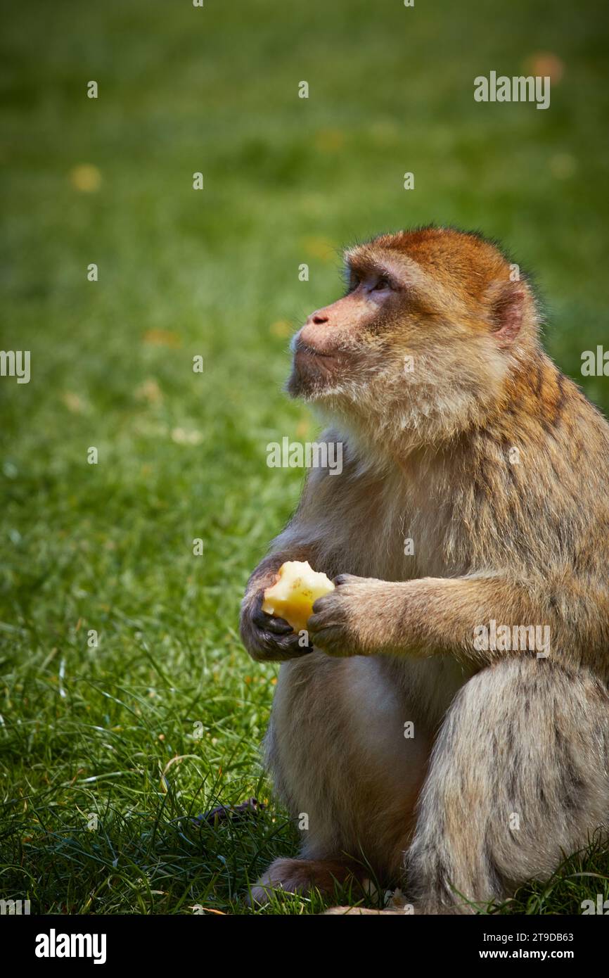 Scimmia Barbary macaque seduta nella foresta delle scimmie di Trentham Foto Stock