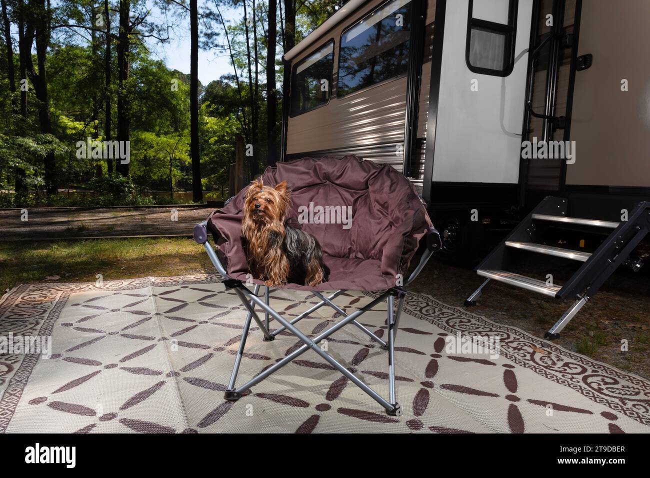 Yorkie che sembra desideroso di esplorare oltre il campeggio per camper Foto Stock