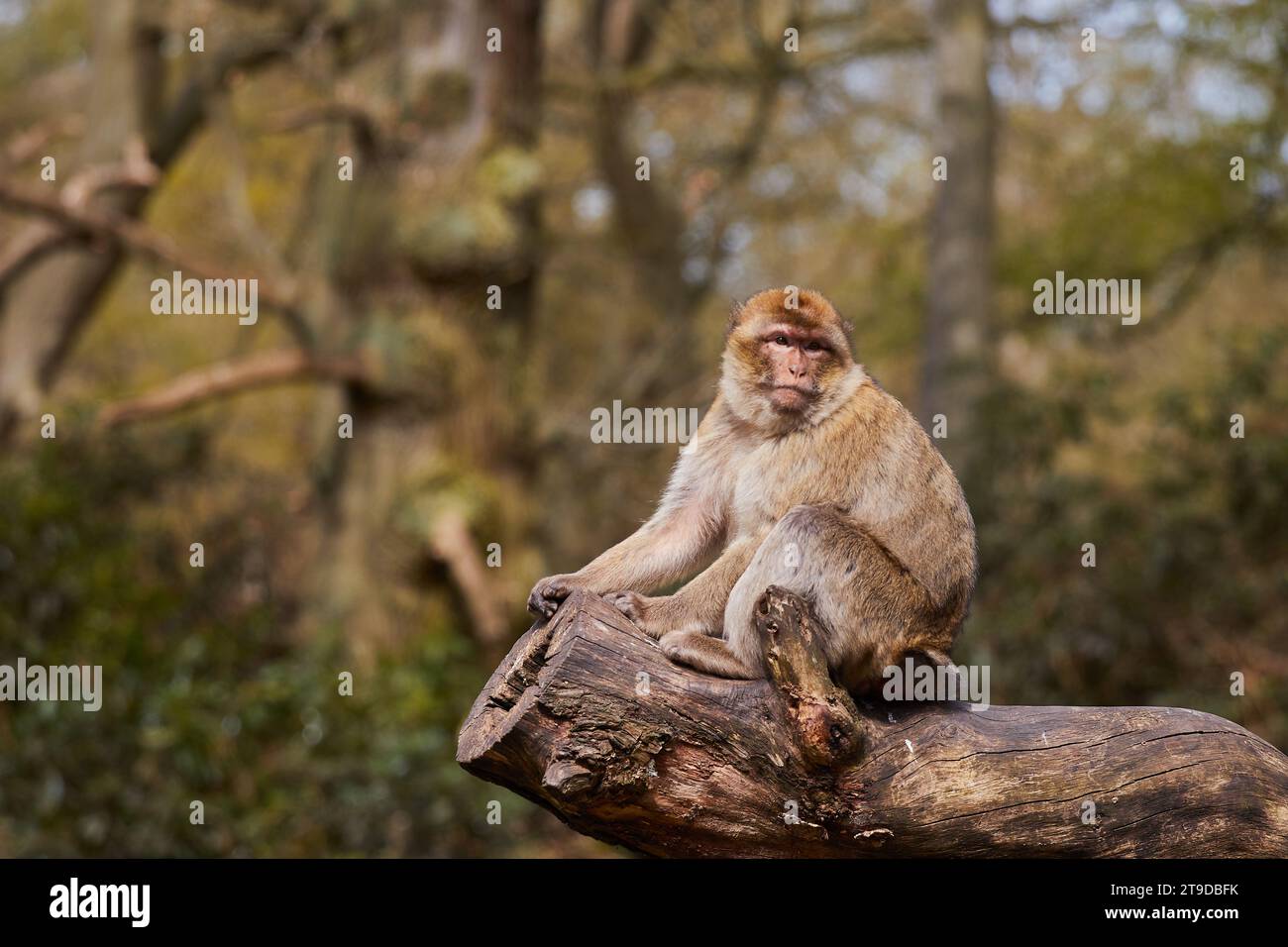Scimmia Barbary macaque seduta nella foresta delle scimmie di Trentham Foto Stock