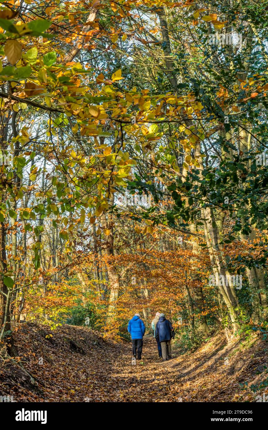 Un gruppo di persone in una passeggiata autunnale attraverso i boschi a Ken Hill, Norfolk. Parte della passeggiata circolare di Snettisham. Foto Stock