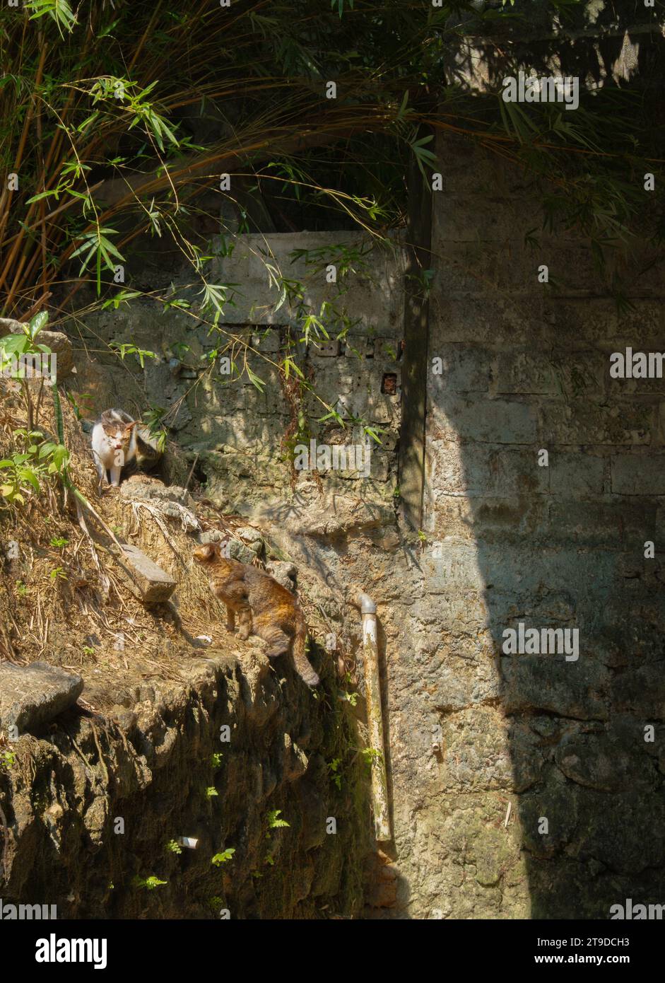 due gatti sono pronti a combattere l'uno contro l'altro... per il territorio Foto Stock