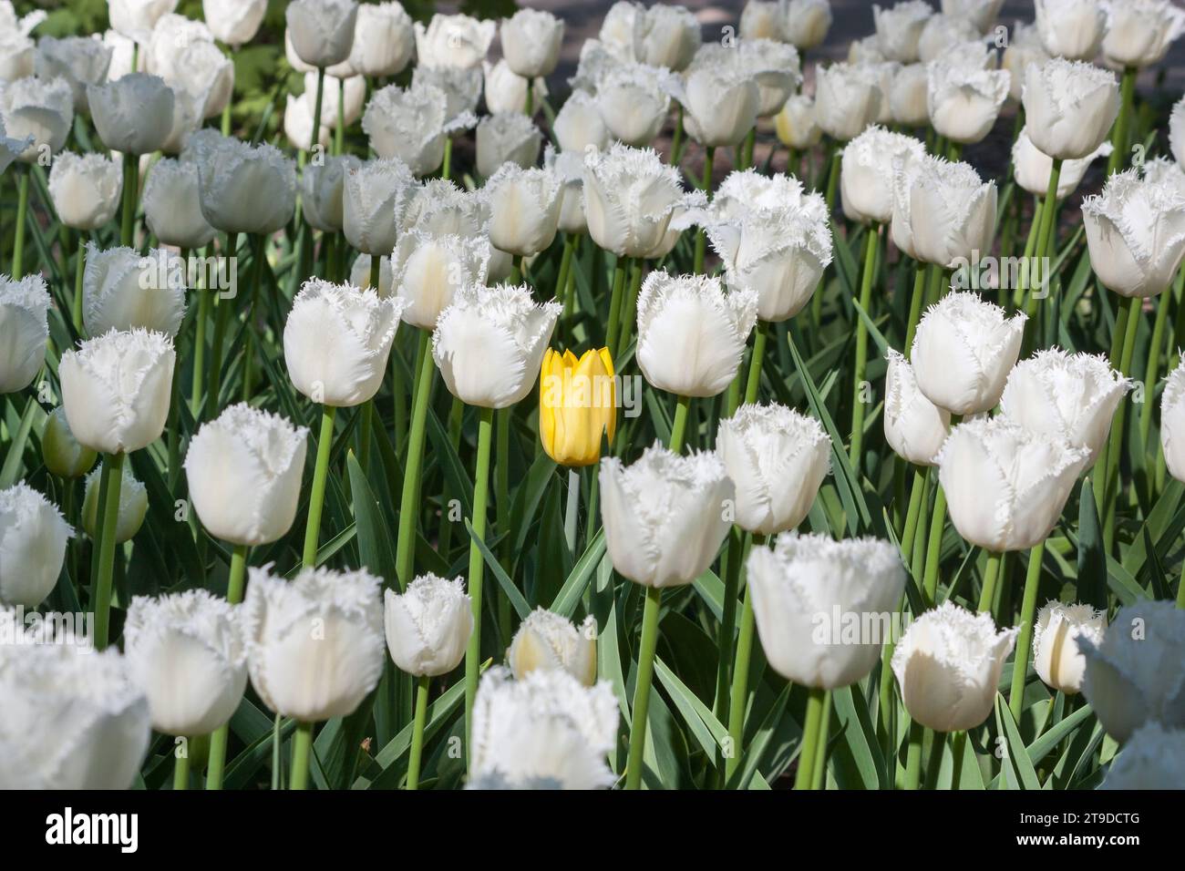Un singolo tulipano giallo tra un gruppo di bellissimi tulipani con frange bianche che crescono nel giardino Foto Stock