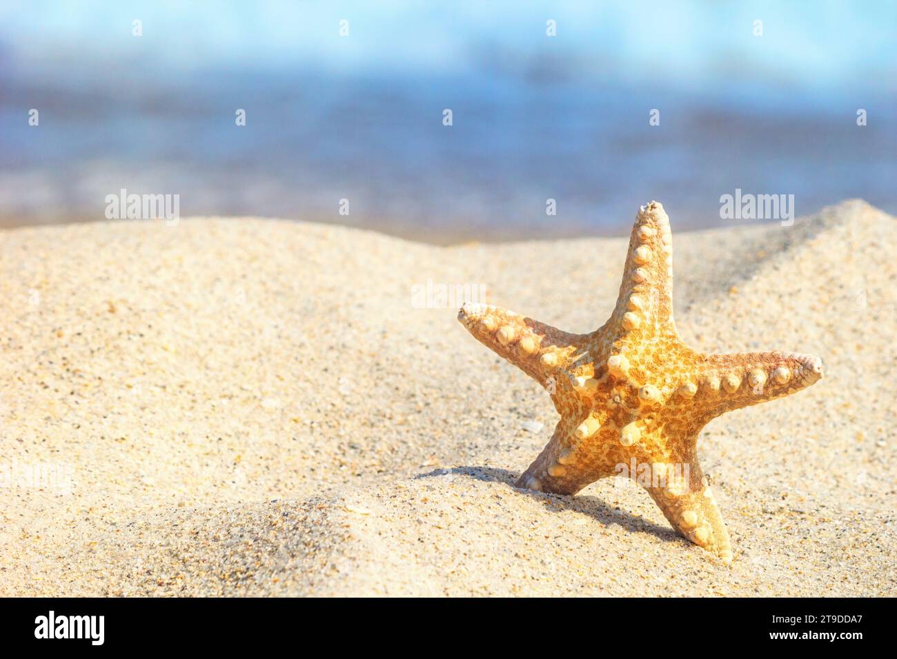 Stelle marine nella sabbia sullo sfondo del surf ai raggi del sole estivo, primo piano Foto Stock