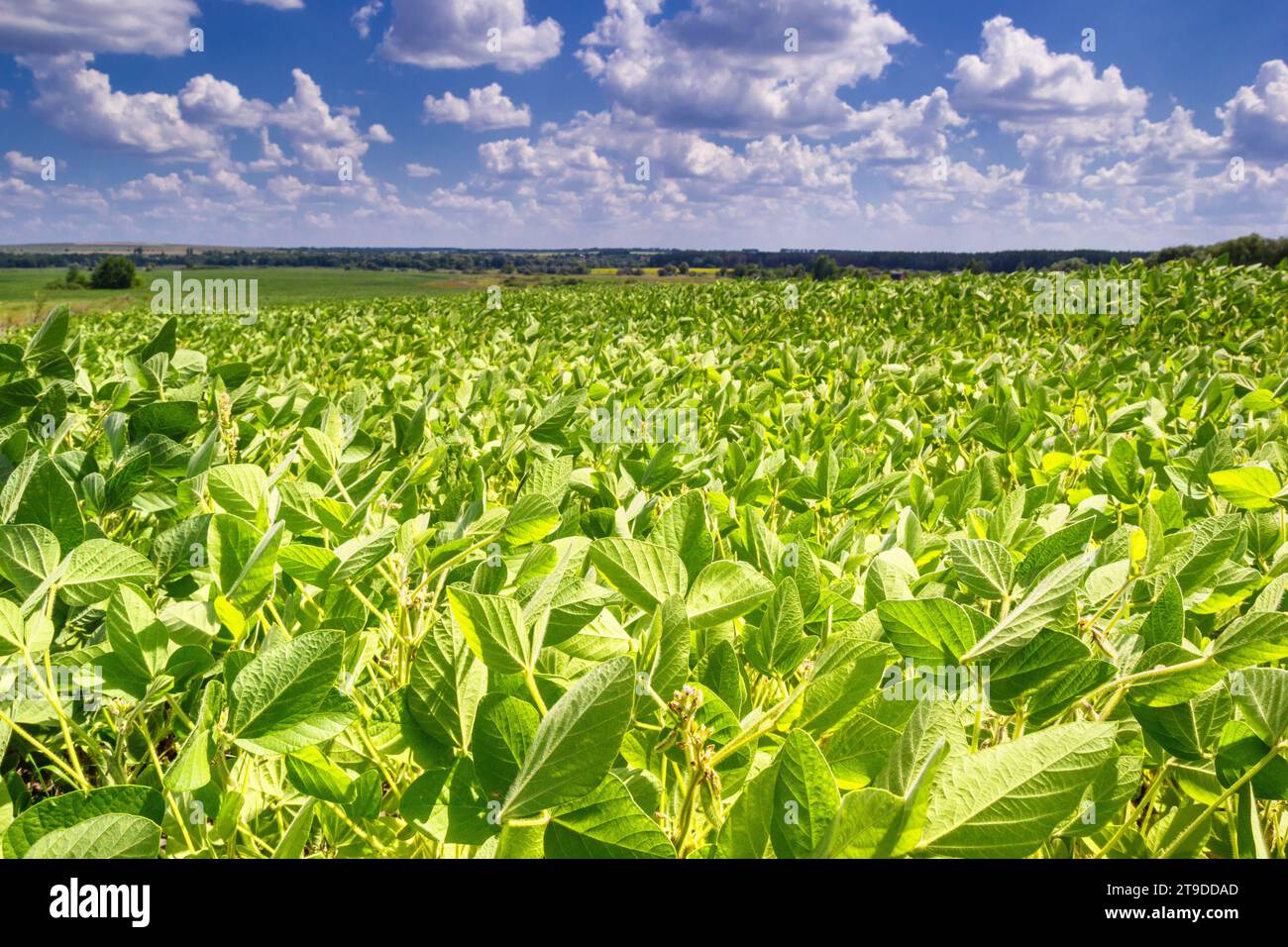 Paesaggio rurale - campo la soia (Glycine max) nei raggi del sole estivo sotto il cielo con le nuvole Foto Stock