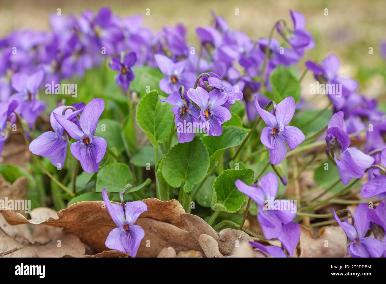Viola Mammola fiori fioriscono in primavera foresta. Viola odorata Foto Stock