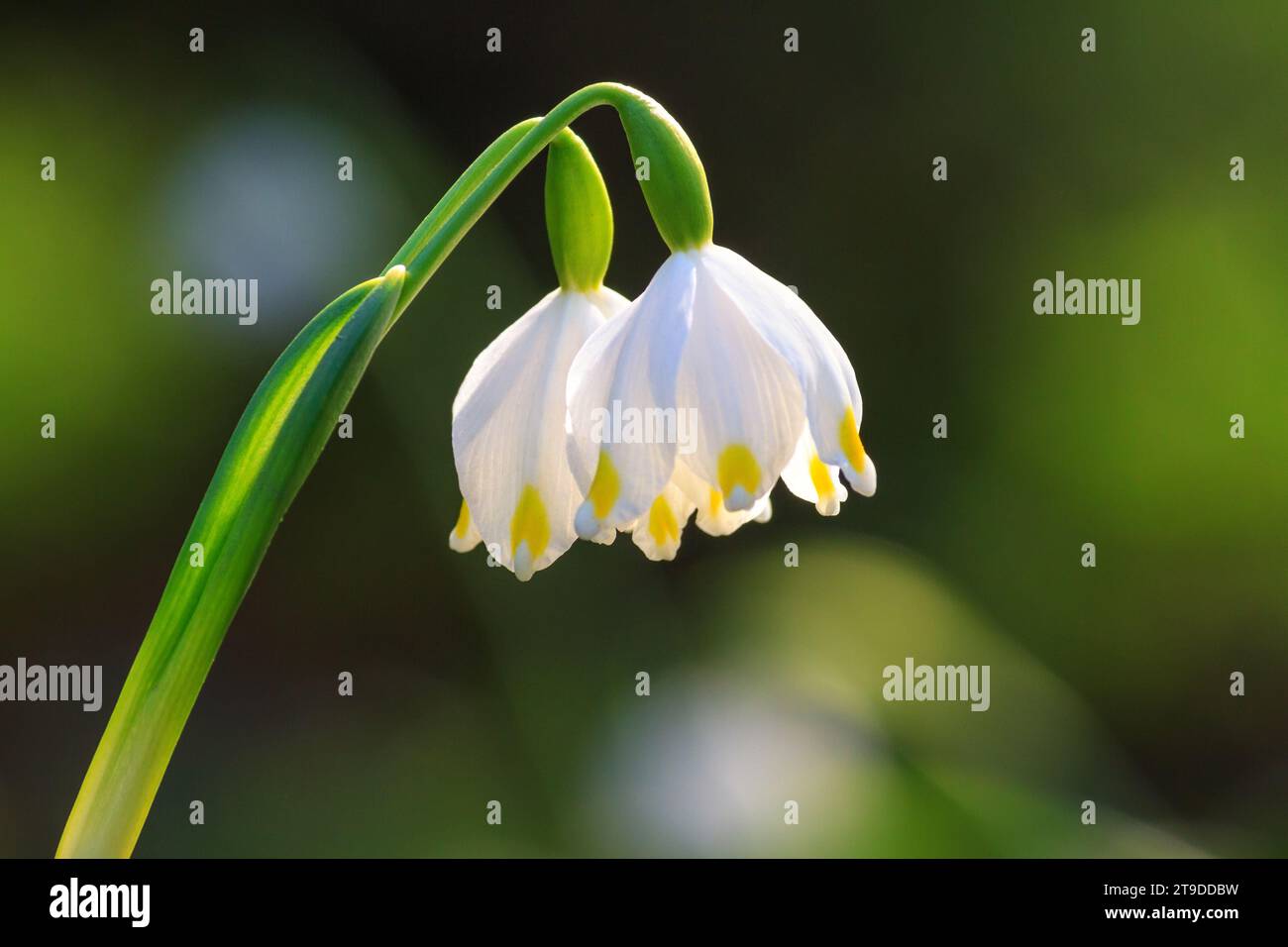 Leucojum vernum o primavera fiocco di neve - fiori bianchi in fiore all'inizio della primavera nella foresta, primo piano Foto Stock