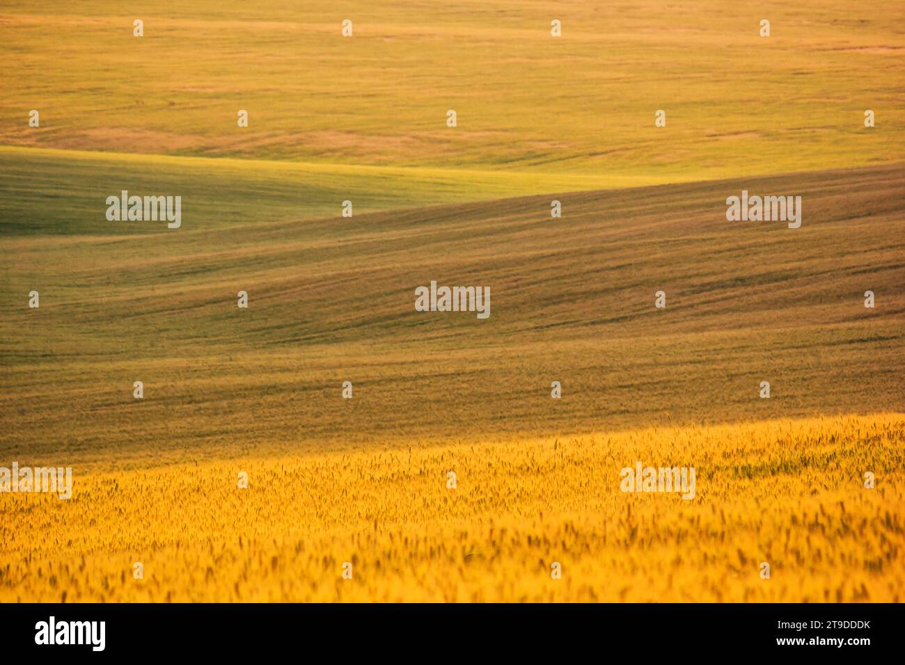 Paesaggio rurale, sfondo - terreno collinare, grano da campo ai raggi del sole estivo Foto Stock