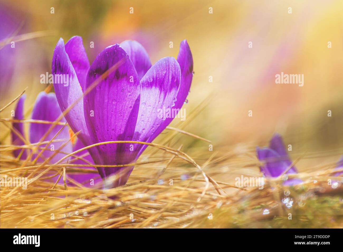 Sfondo primaverile - vista dei freschi croci viola fioriti nelle montagne dei Carpazi in cima alla montagna, primo piano con spazio per il testo Foto Stock