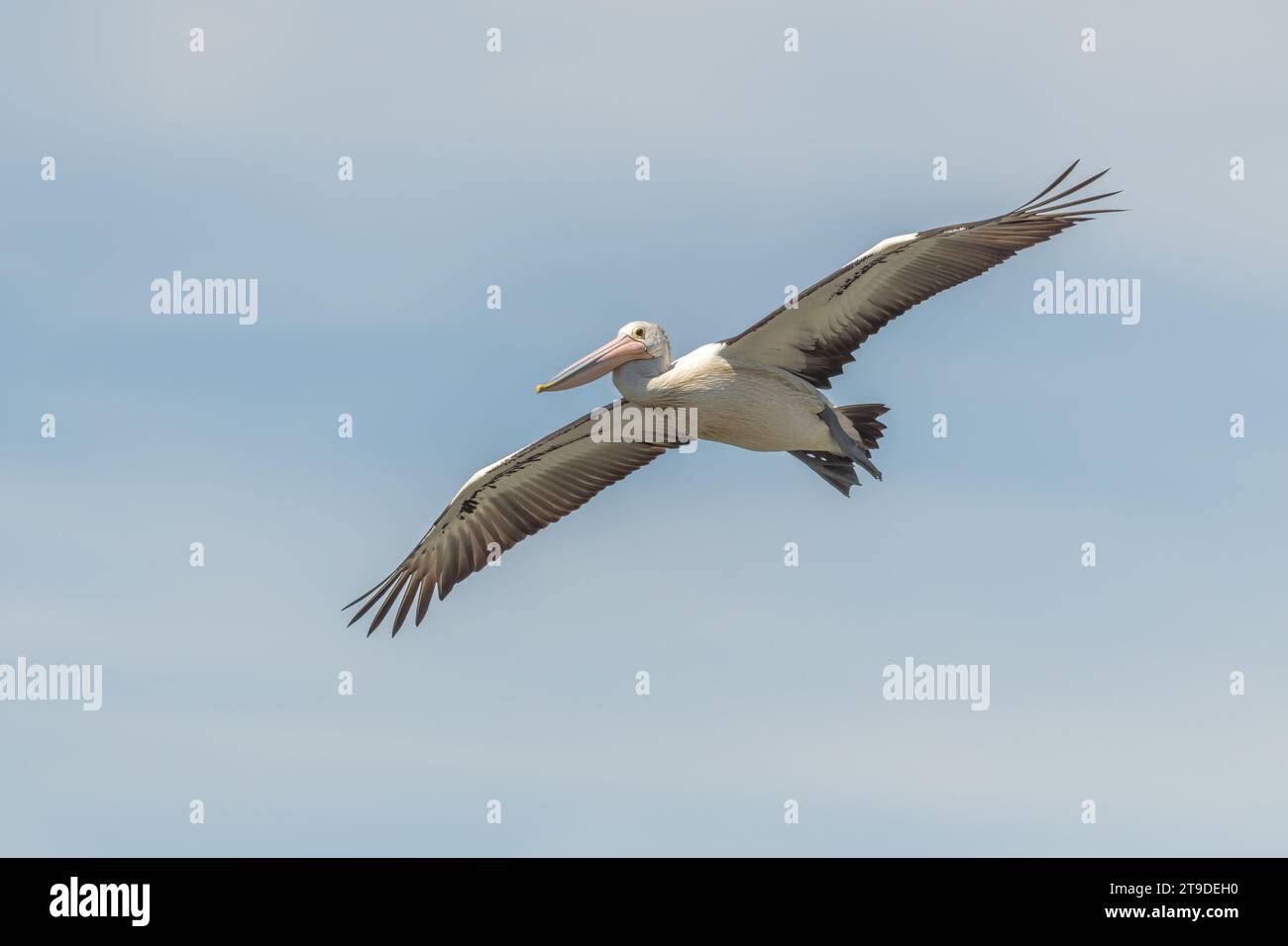 Il pellicano australiano (Pelecanus conspicillatus) in volo, è un grande uccello d'acqua diffuso nelle acque interne e costiere dell'Australia Foto Stock