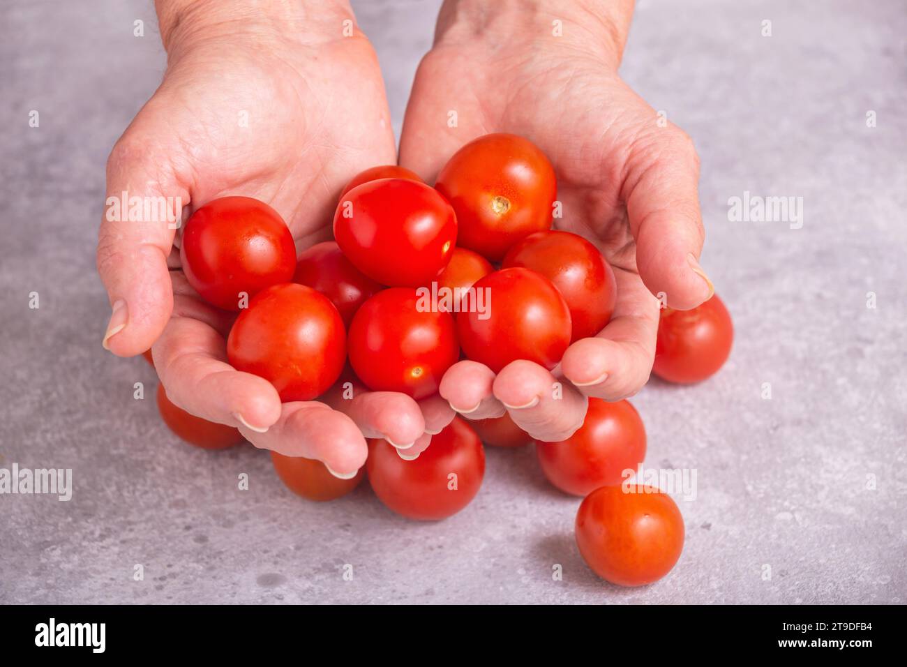 Pomodori appena raccolti in mani. Donna in possesso di pomodori ciliegini, primo piano con attenzione selettiva Foto Stock