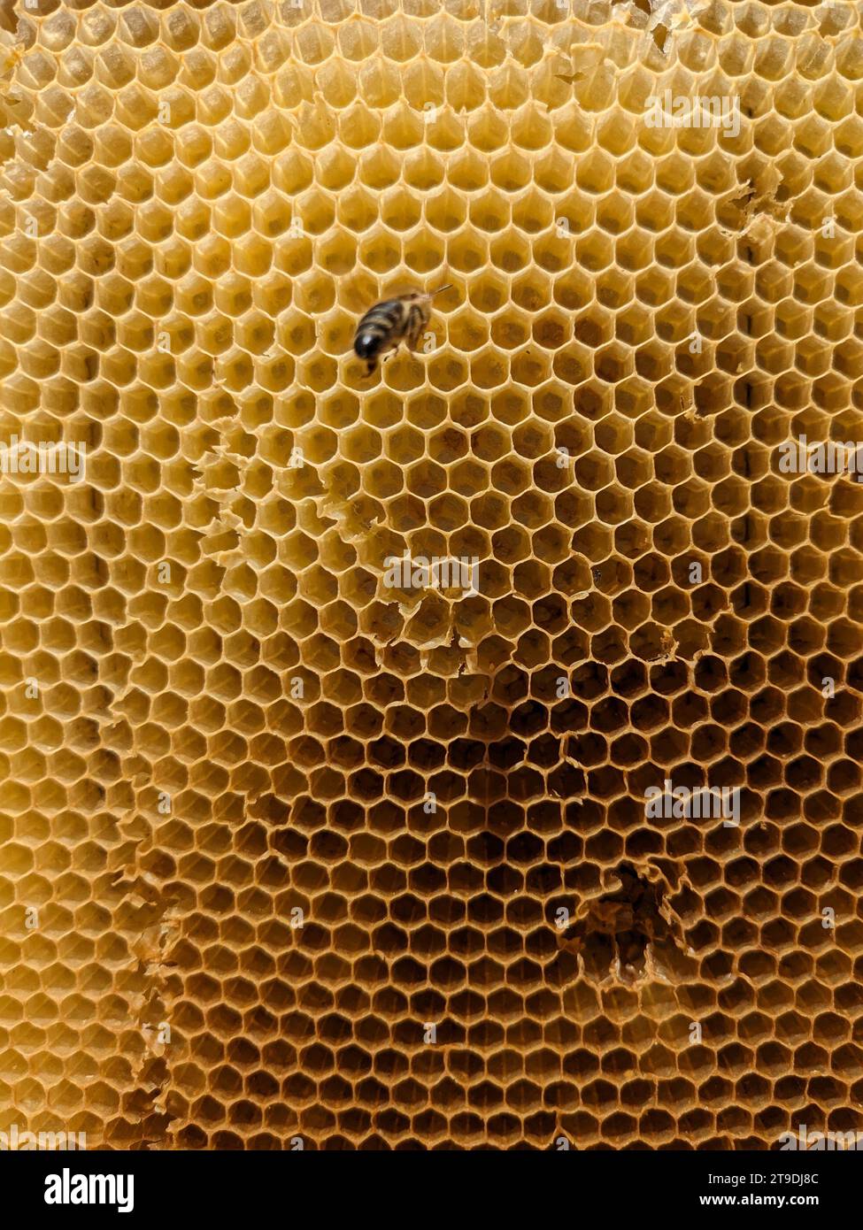 Favi a nido d'ape con naturale consistenza di cera di api sane. Primo piano della struttura delle celle esagonali in cera d'api su telai in legno, quelli nuovi sono gialli e quelli più vecchi Foto Stock