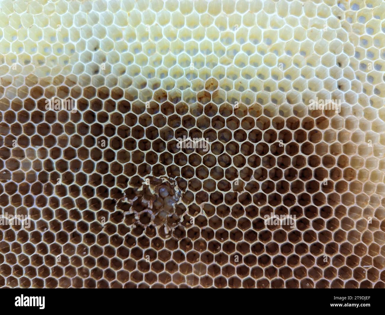 Favi a nido d'ape con naturale consistenza di cera di api sane. Primo piano della struttura delle celle esagonali in cera d'api su telai in legno, quelli nuovi sono gialli e quelli più vecchi Foto Stock