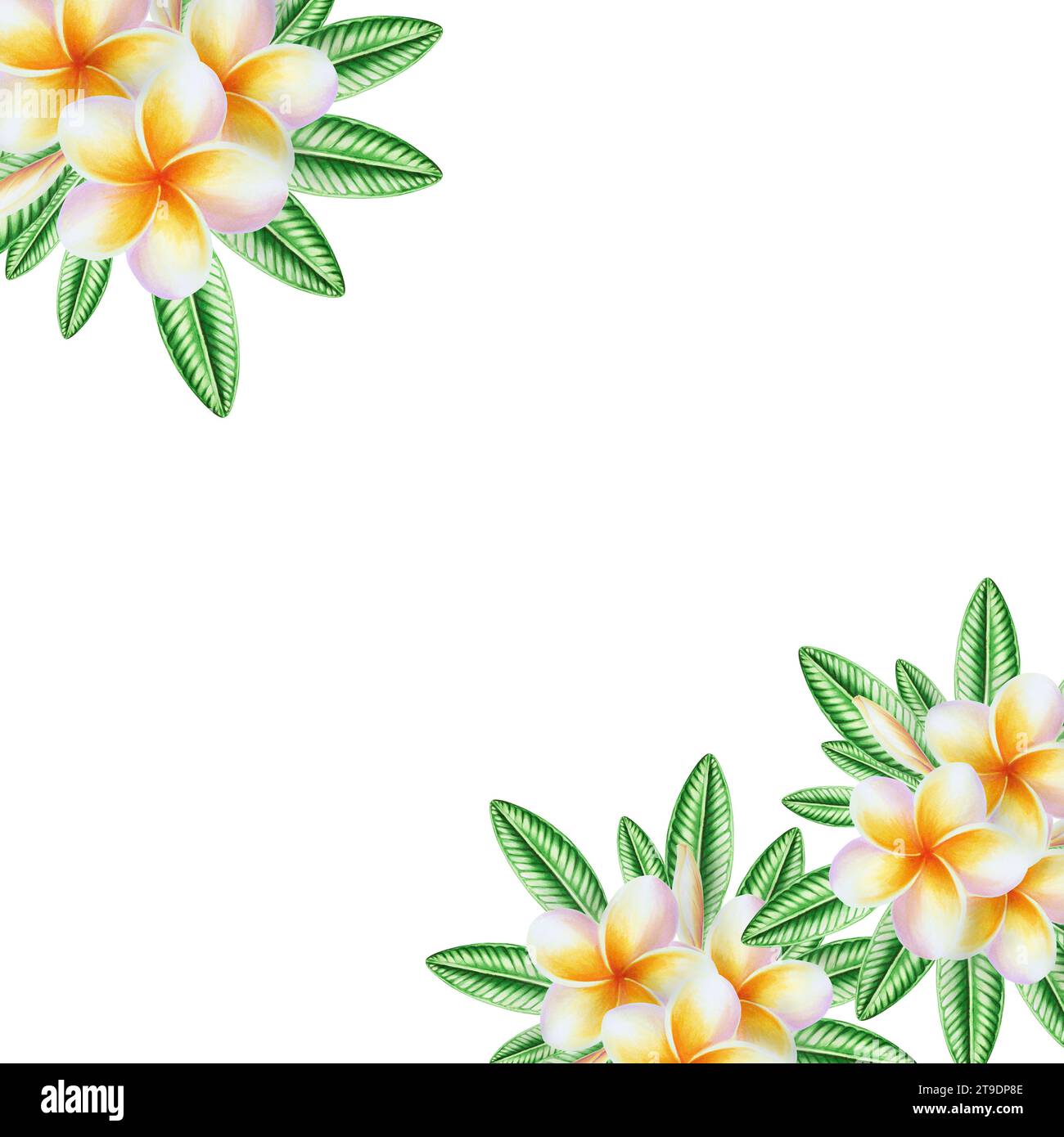 Cornice ad acquerello con realistica illustrazione tropicale di fiori di plumeria con foglie isolate su sfondo bianco. Splendido dipinto botanico a mano Foto Stock