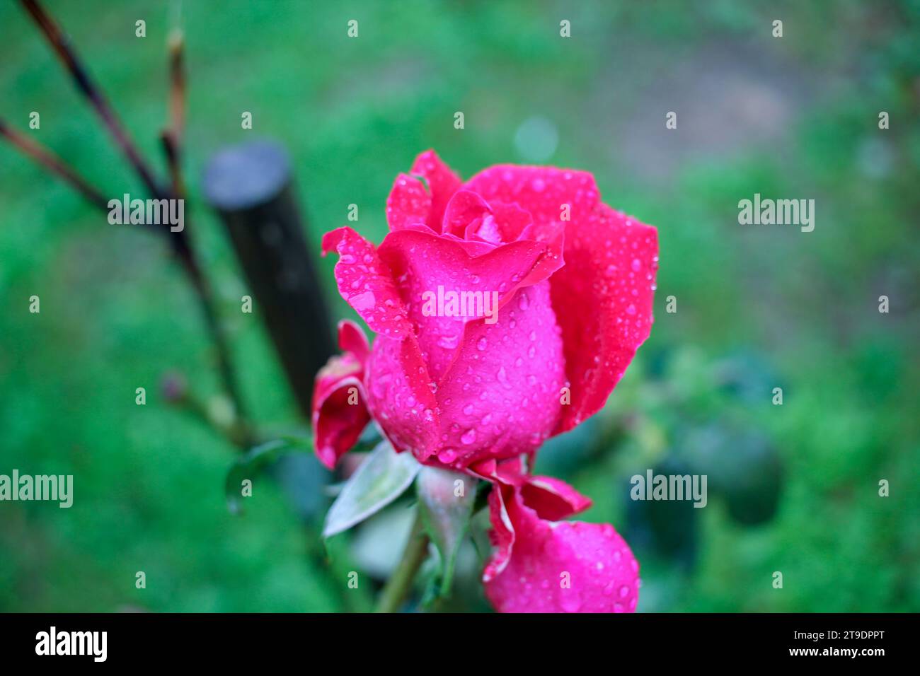 rosa rossa con gocce d'acqua nel mio giardino Foto Stock