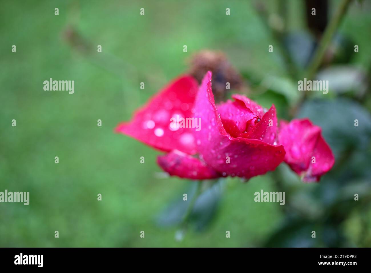 rosa rossa dopo la pioggia nel mio giardino Foto Stock